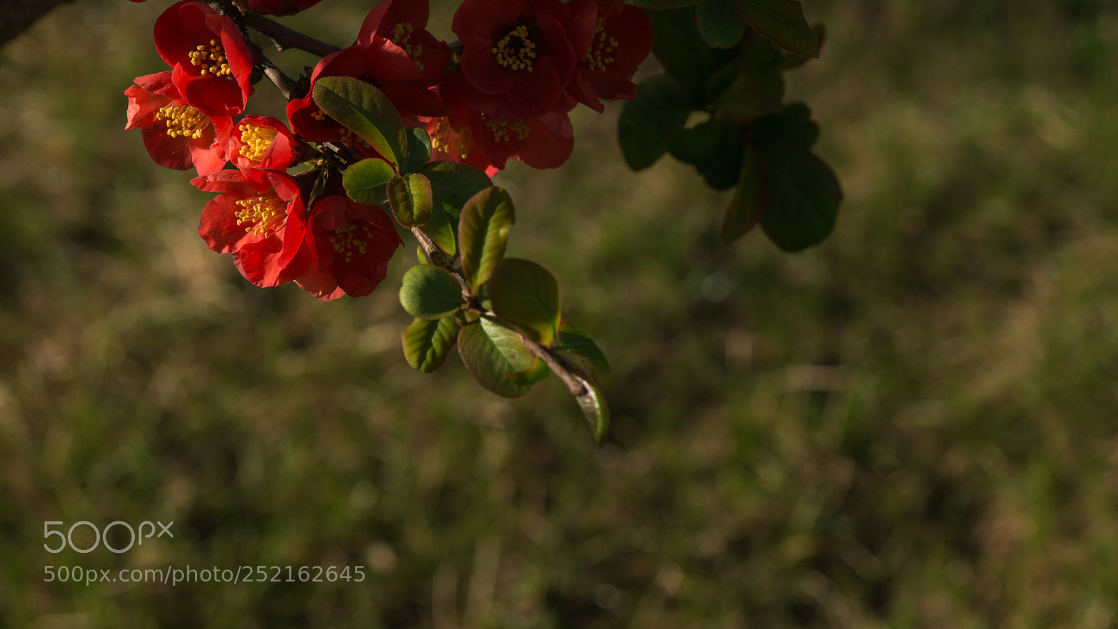 Nikon D800E sample photo. Quince photography