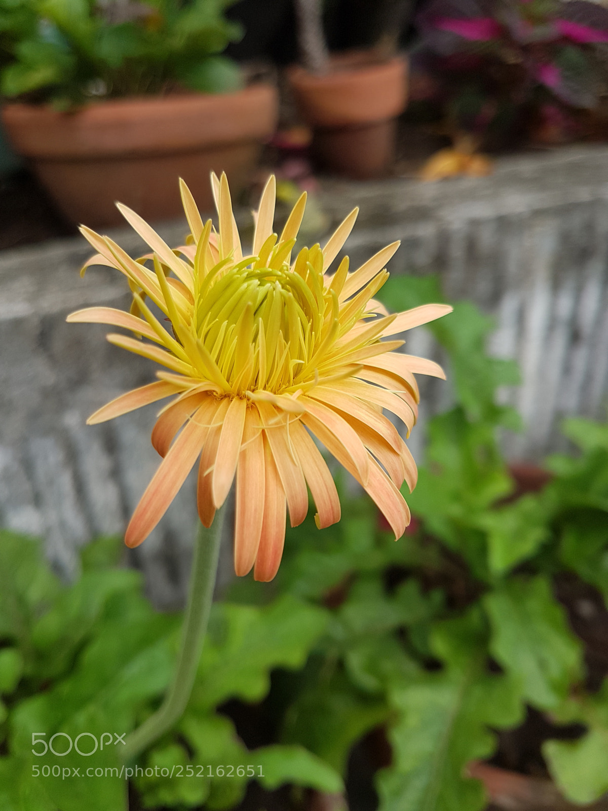 Samsung Galaxy S7 Edge sample photo. Orange african daisy photography