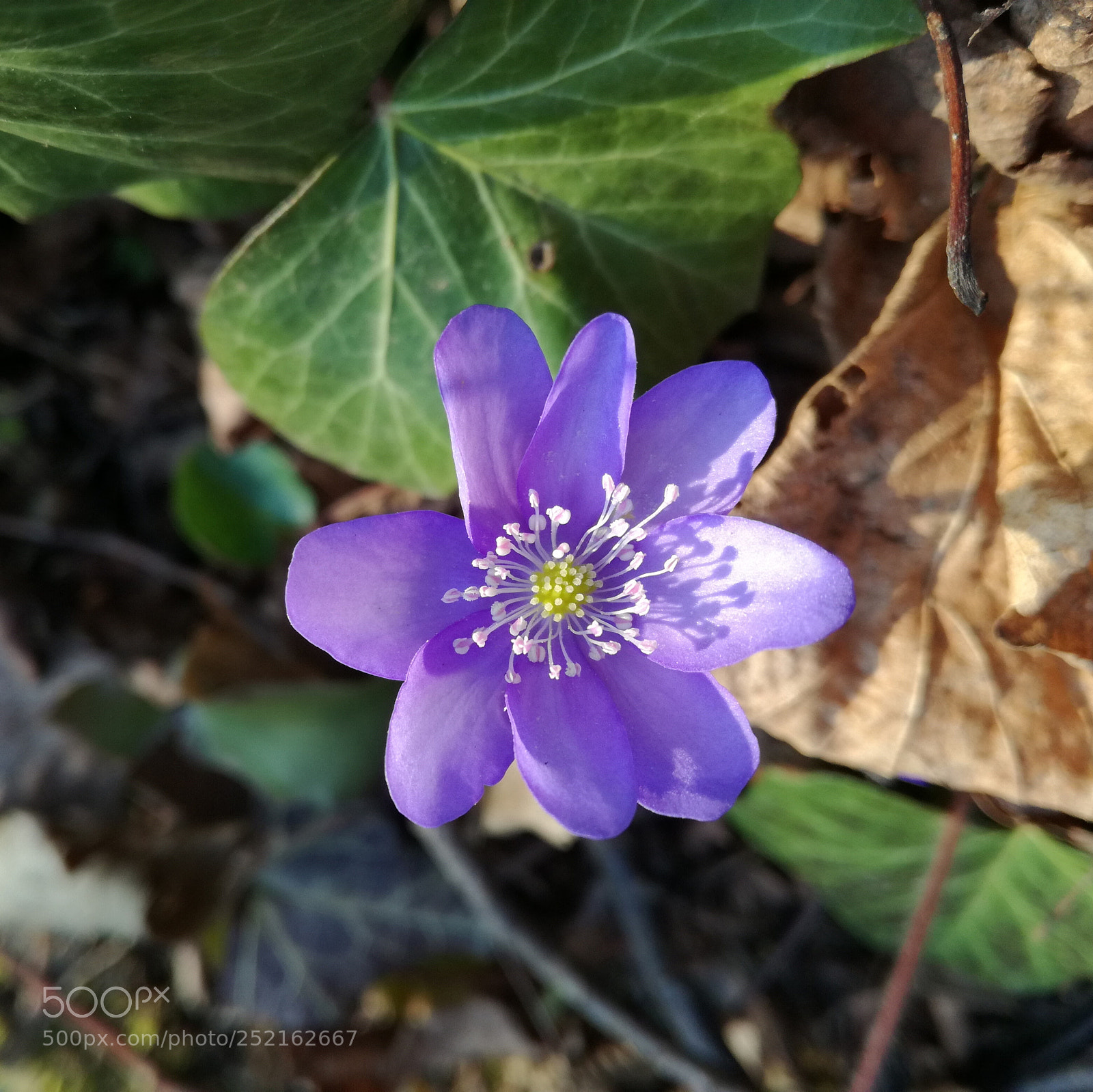 HUAWEI P9 LITE sample photo. Untitled photography