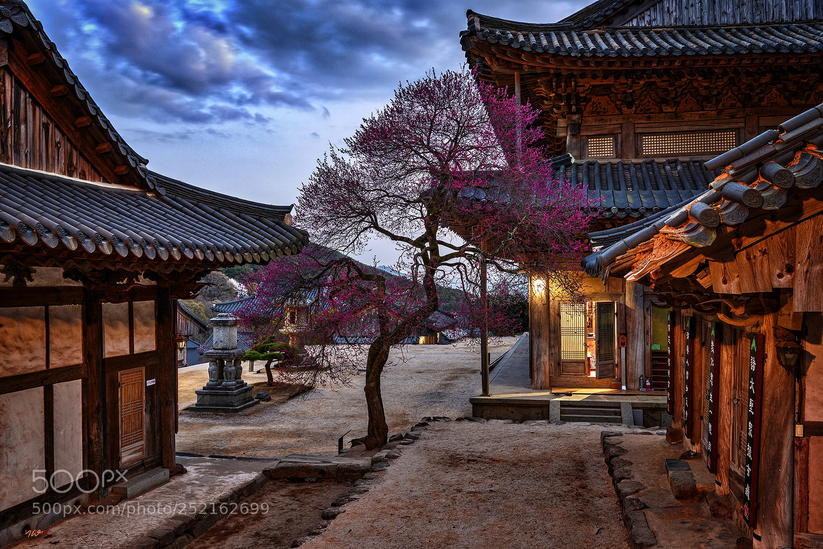 Nikon D850 sample photo. 매화.. photography