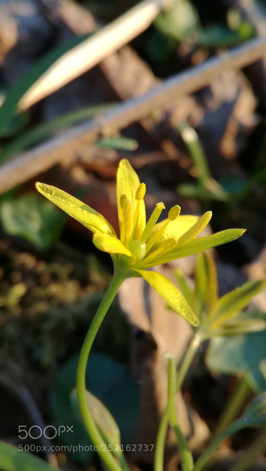 HUAWEI P9 LITE sample photo. Untitled photography