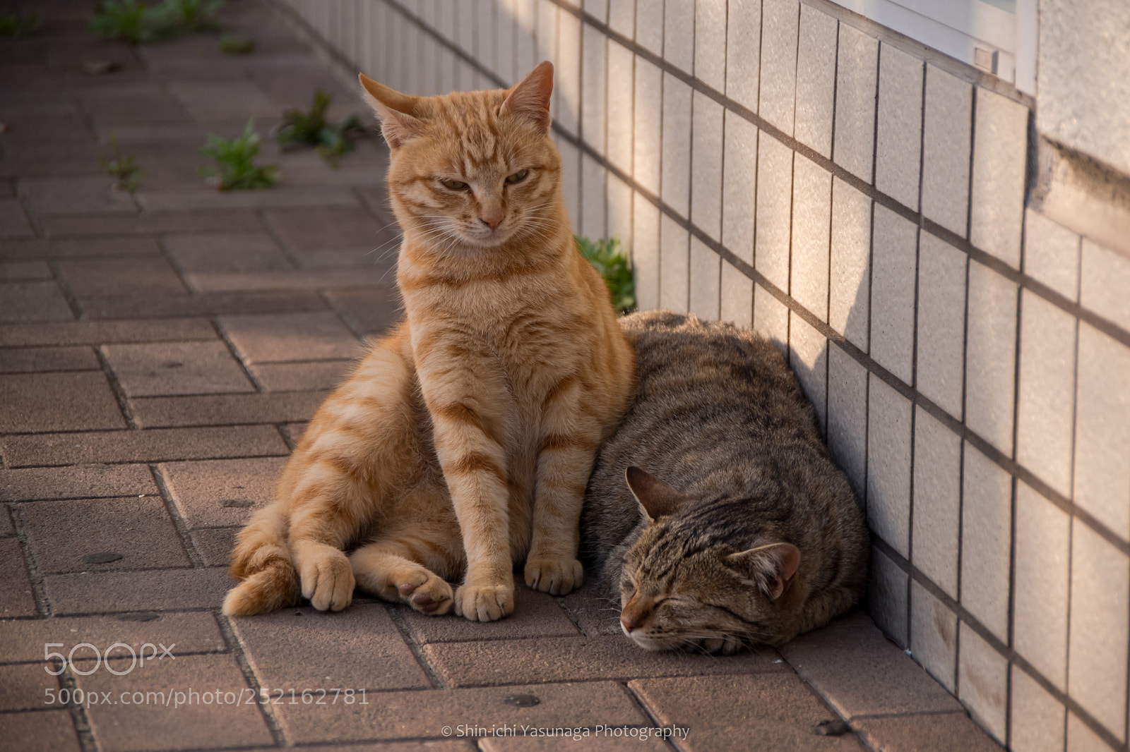 Pentax K-70 sample photo. Wake up,you! photography