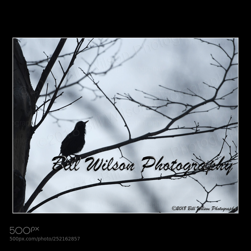 Nikon D500 sample photo. Starling silhouette photography