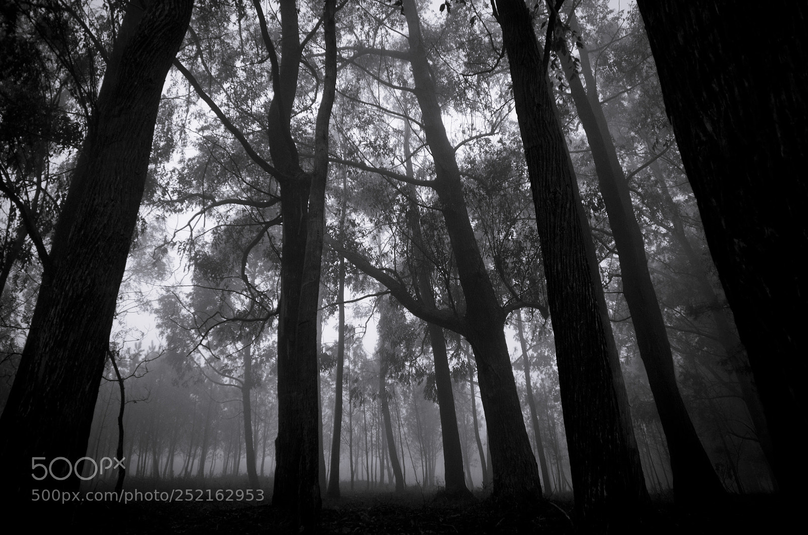 Nikon D300S sample photo. Bosque photography