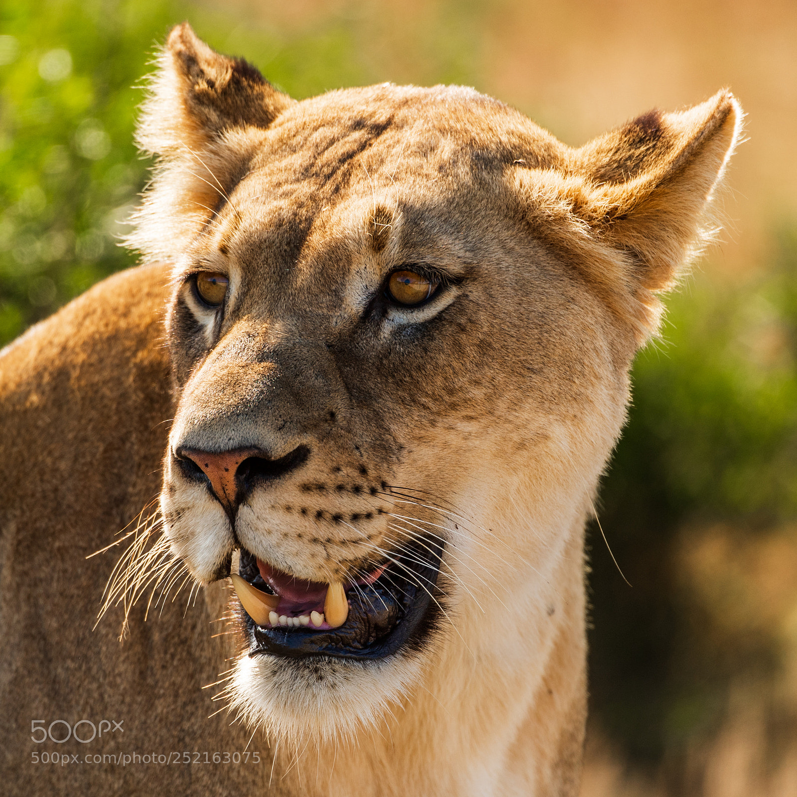 Nikon D5 sample photo. Focused lioness photography
