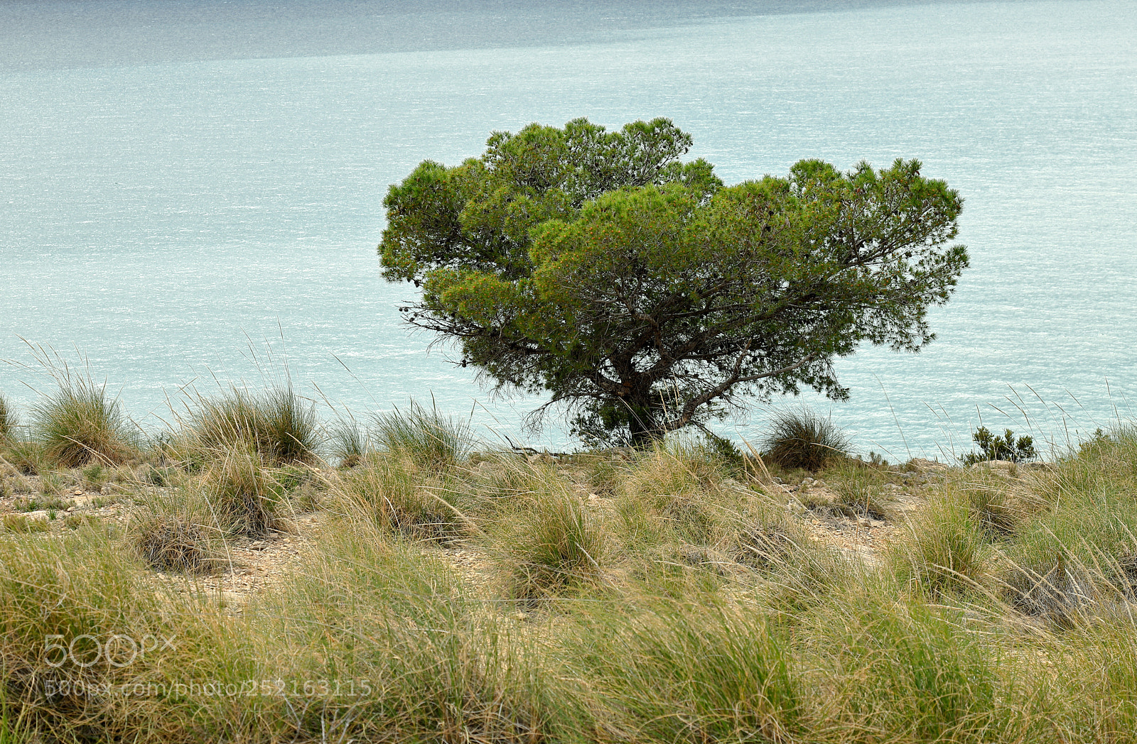 Canon EOS 6D Mark II sample photo. Alone, facing the sea photography