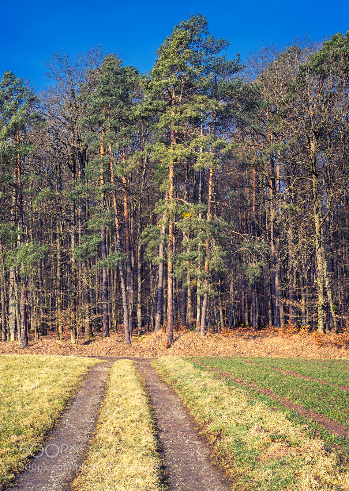 Sony a7 sample photo. Rural landscape view in photography
