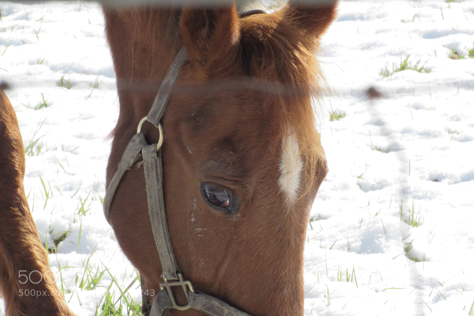 Canon PowerShot SX530 HS sample photo. Horses eye photography