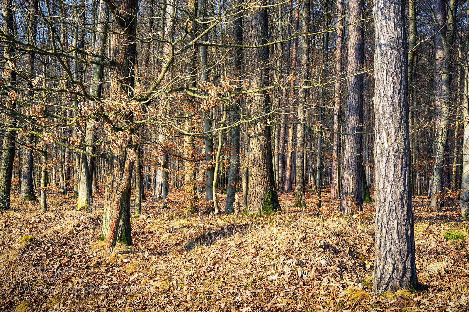 Sony a7 sample photo. View into the deep photography