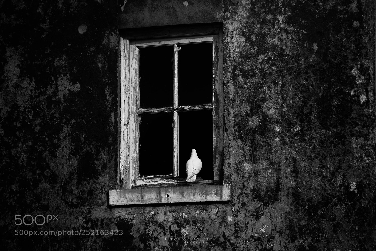 Canon EOS 60D sample photo. White dove photography