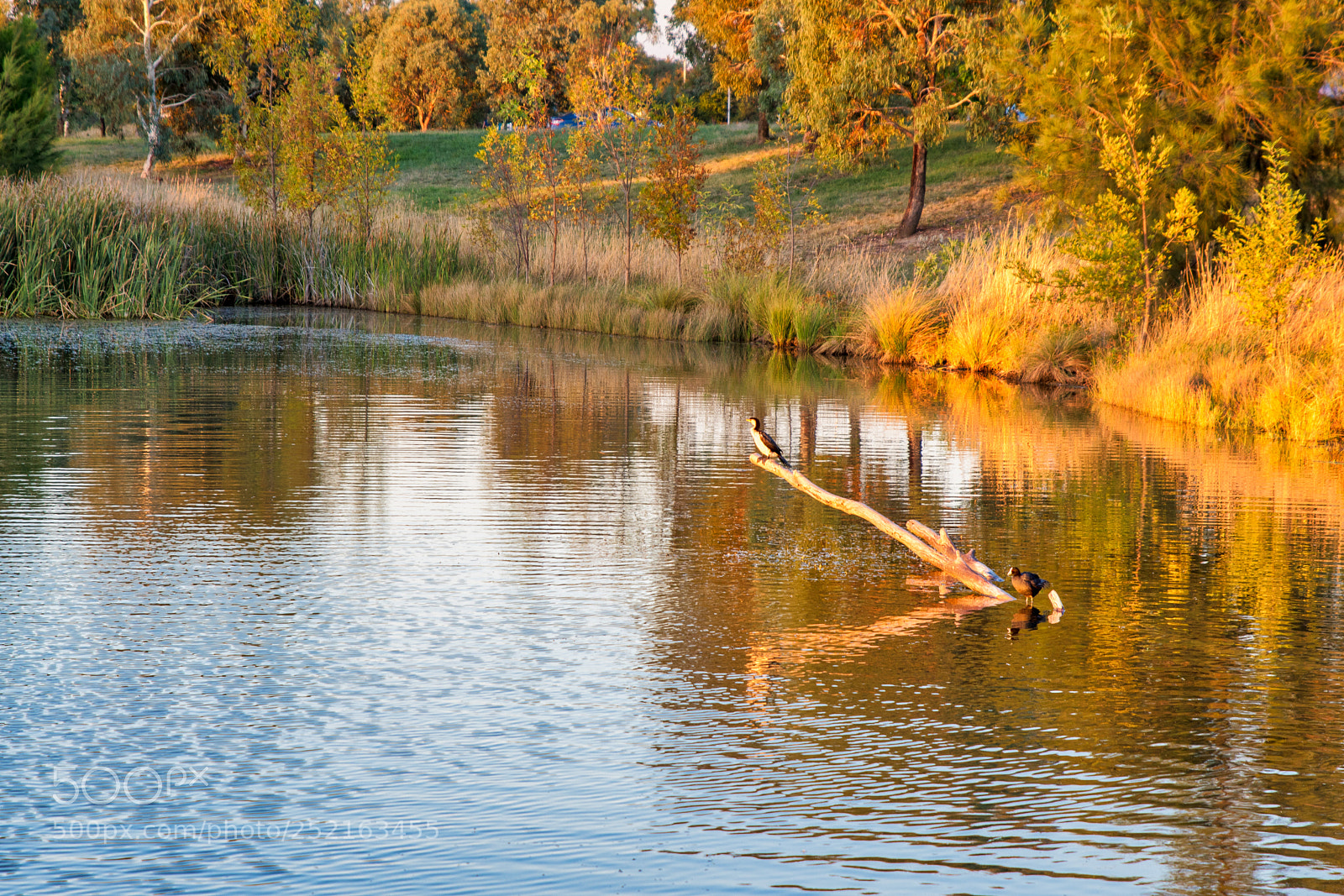 Nikon D500 sample photo. Autumn glow photography