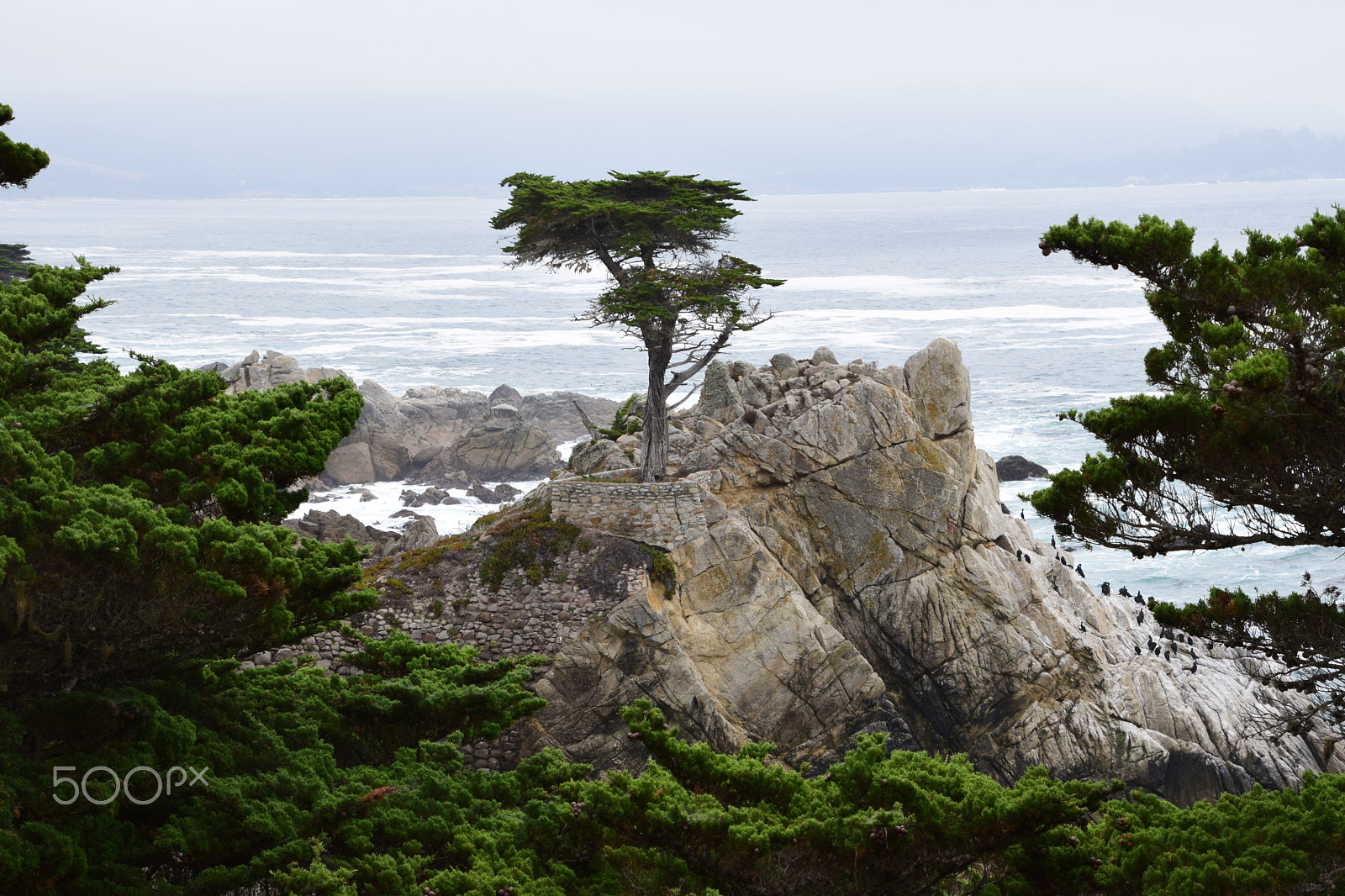 Nikon D5300 sample photo. Lone cypress photography