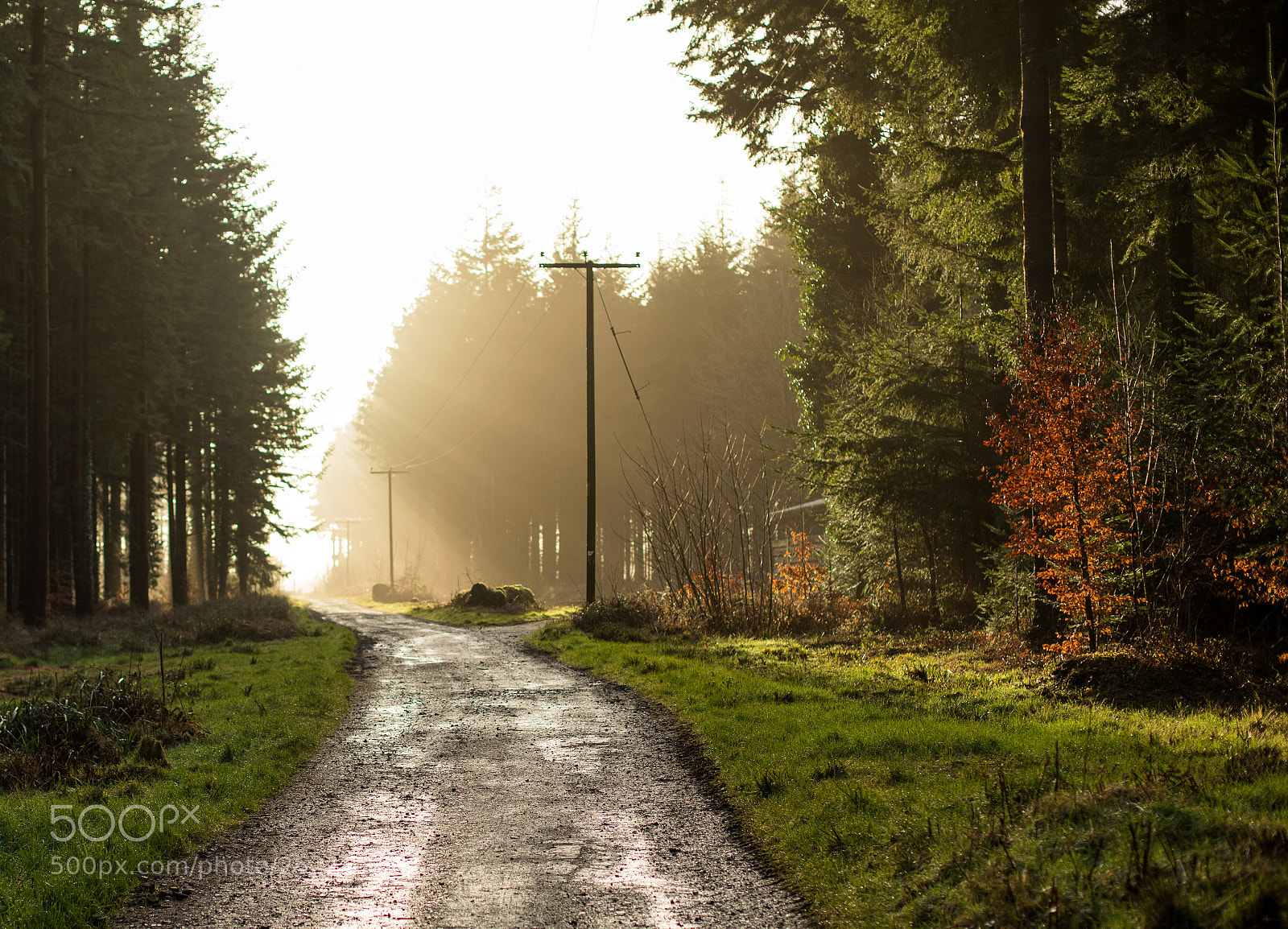 Canon EOS 5D Mark IV sample photo. Into the light photography