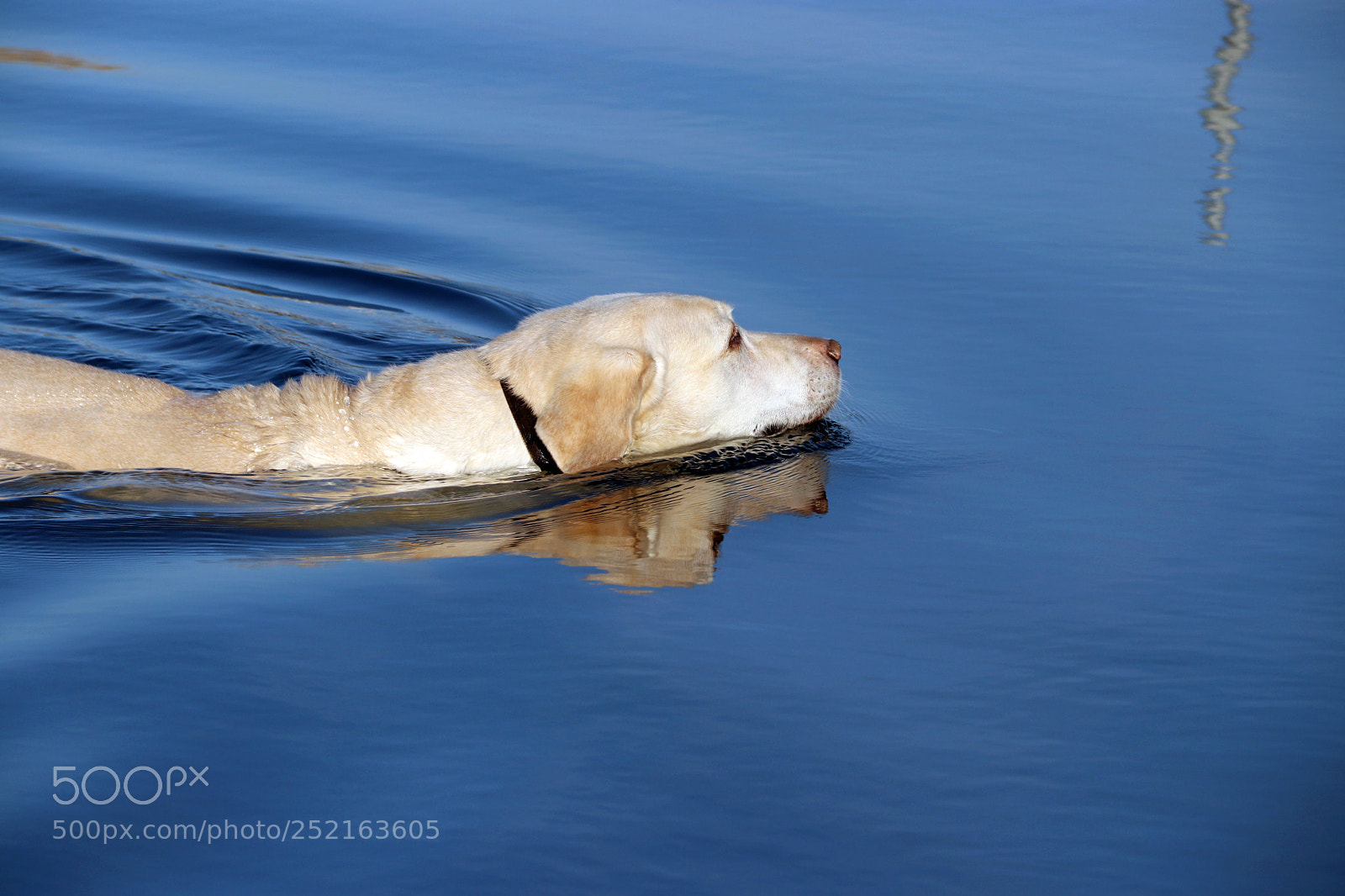 Canon EOS 80D sample photo. Morning swim photography