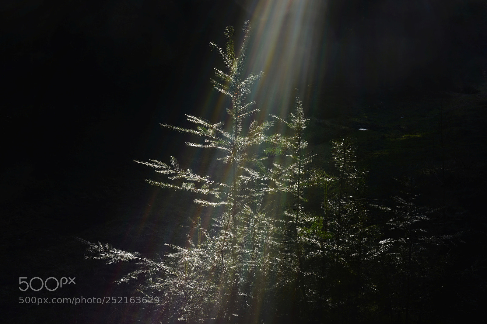 Nikon D5200 + Nikon AF-S DX Nikkor 35mm F1.8G sample photo. Spot light photography