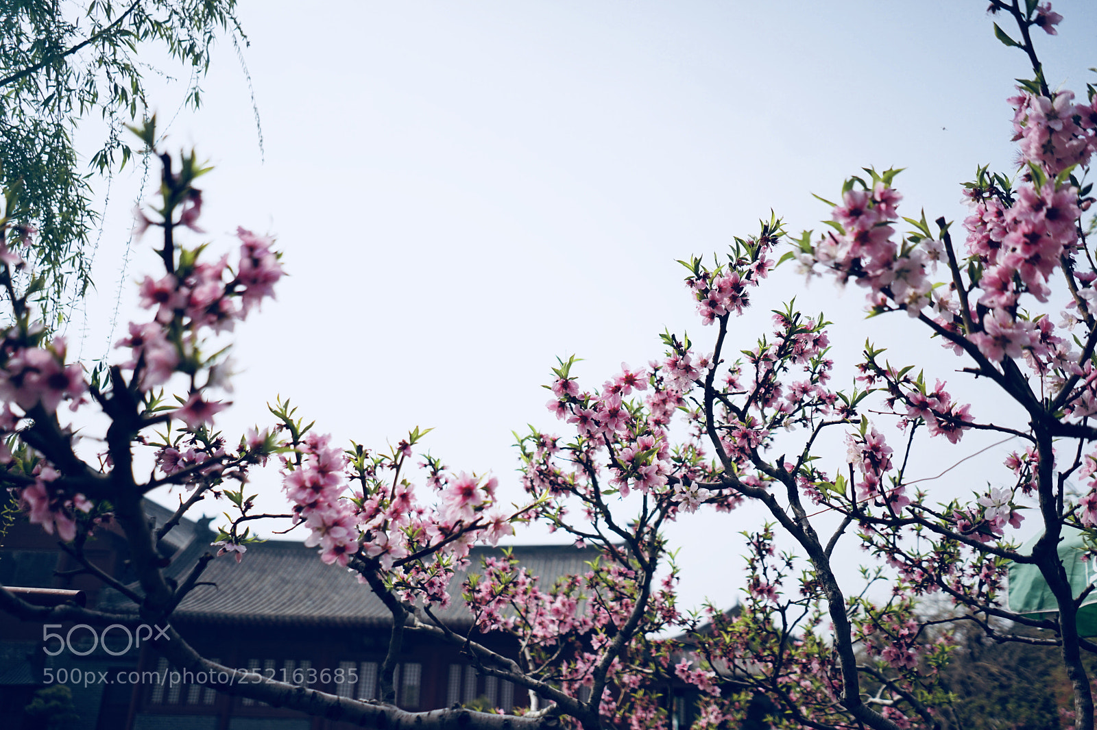Sony a7 sample photo. Untitled photography