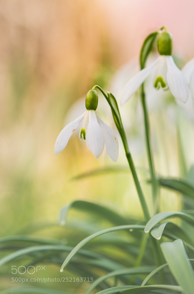 Sony SLT-A99V sample photo. Springtime photography