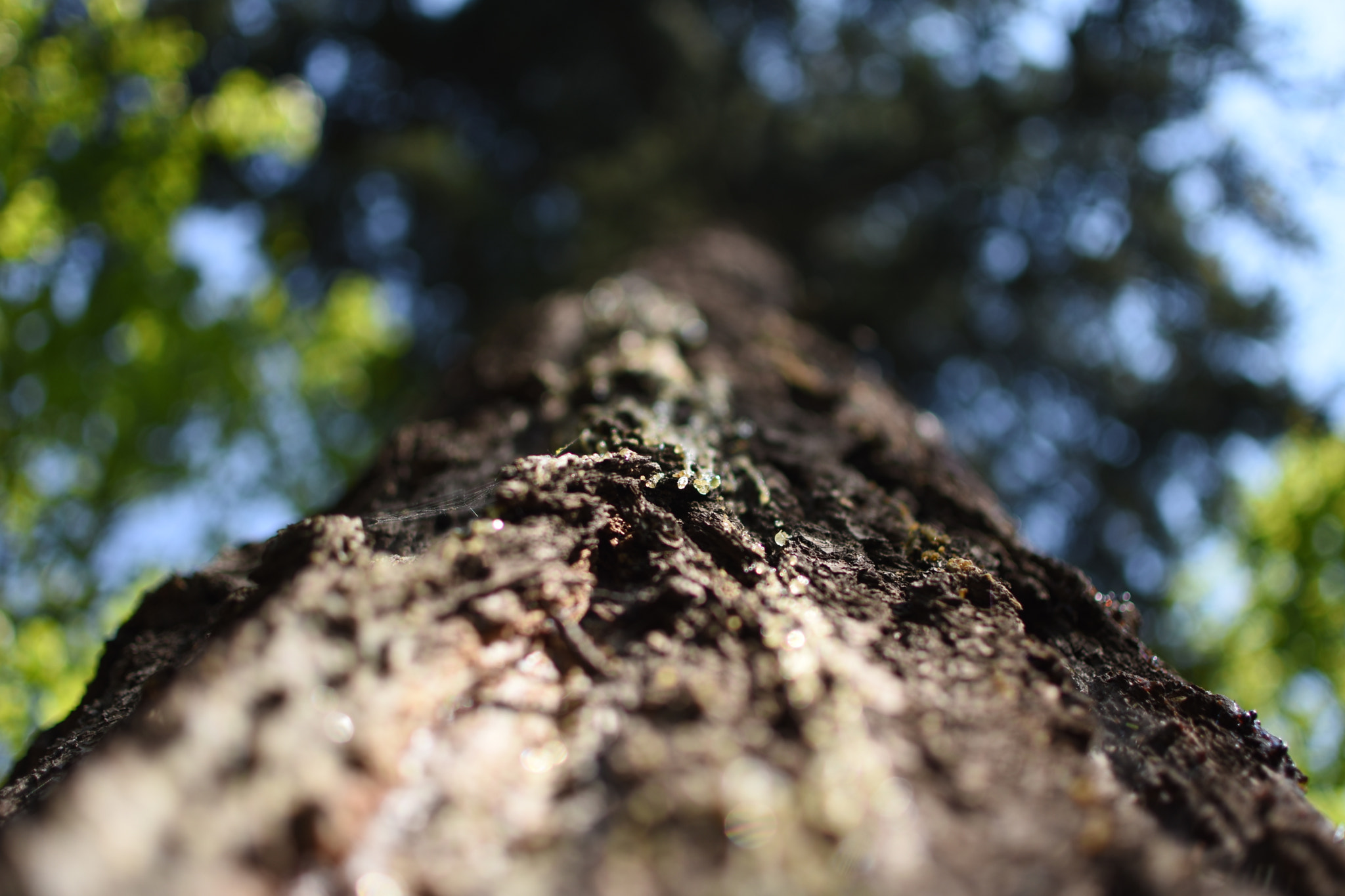 Nikon AF-S DX Nikkor 35mm F1.8G sample photo. Tree photography