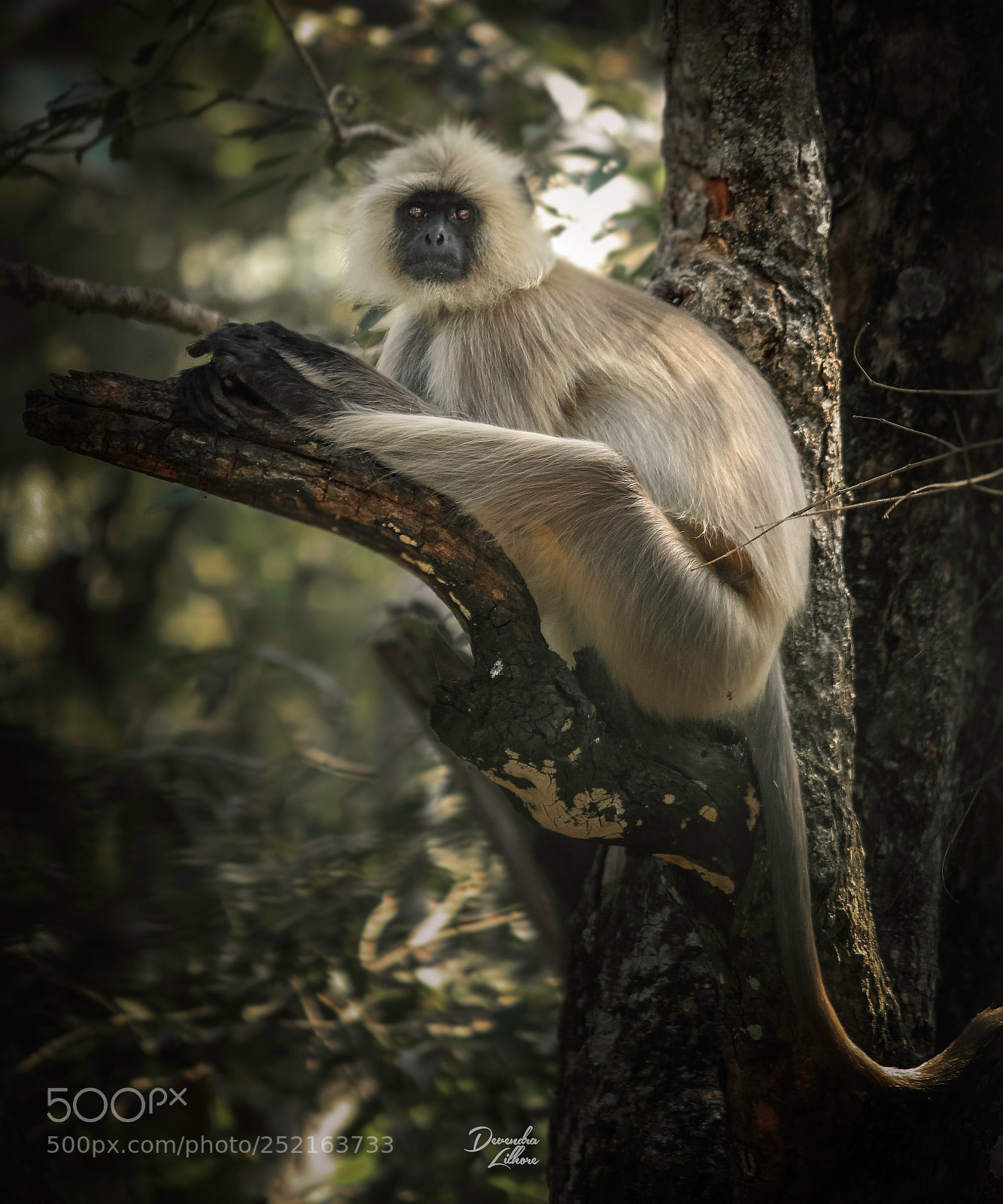 Canon EOS 1200D (EOS Rebel T5 / EOS Kiss X70 / EOS Hi) sample photo. Monkey... photography