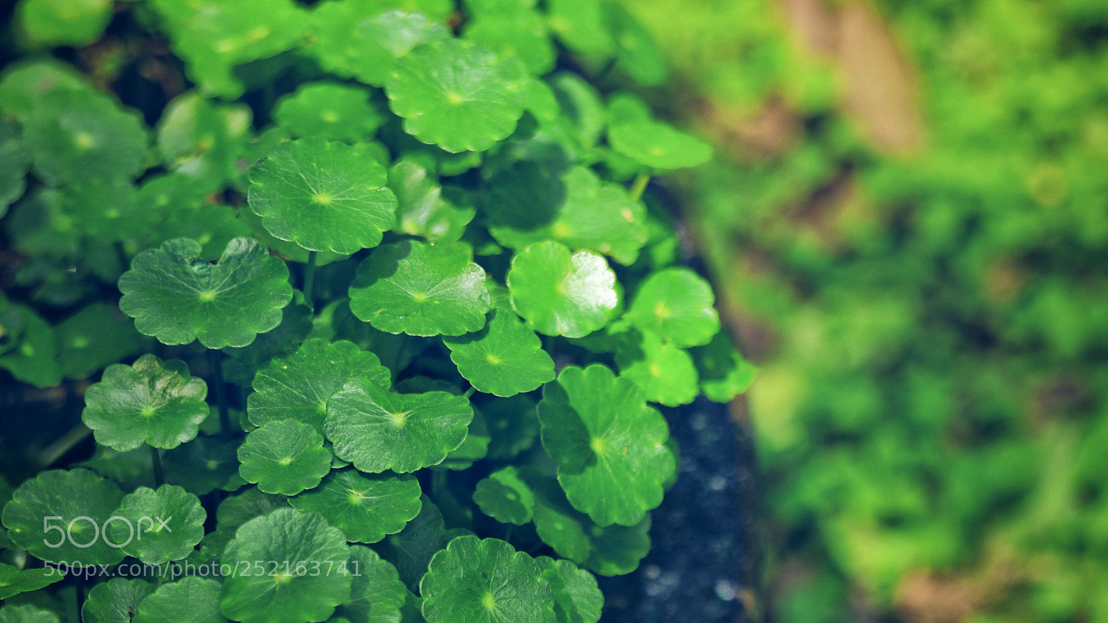 Canon EOS 80D sample photo. Green spring photography