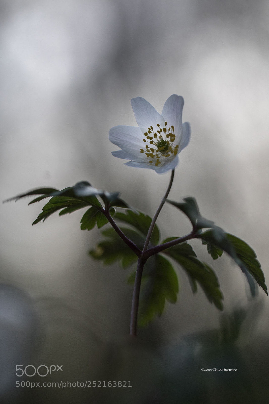 Canon EOS 5D Mark IV sample photo. Awa photography