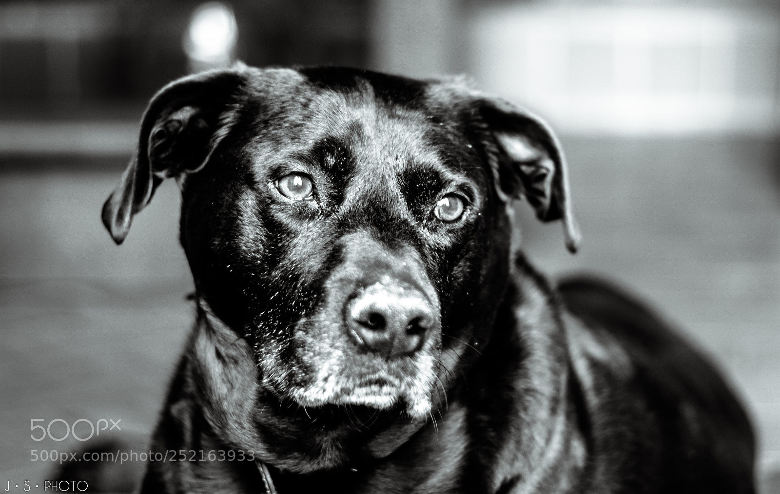 Canon EOS 77D (EOS 9000D / EOS 770D) sample photo. Blind fidelity photography