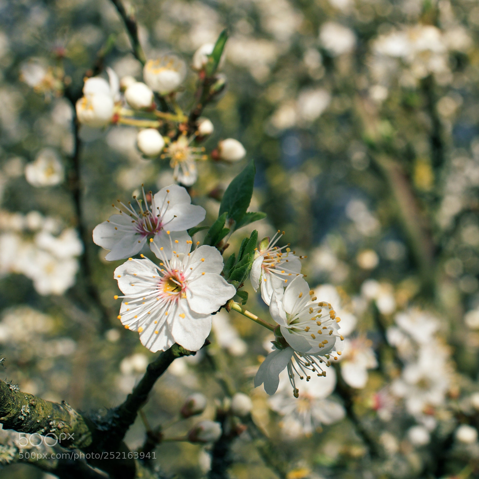 Canon EOS M6 sample photo. Cherry flowers photography