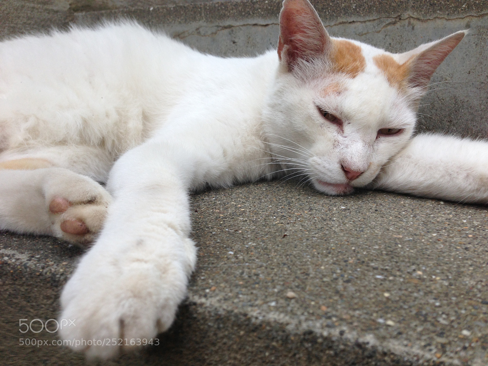 Apple iPhone 5 sample photo. 昼寝猫 photography