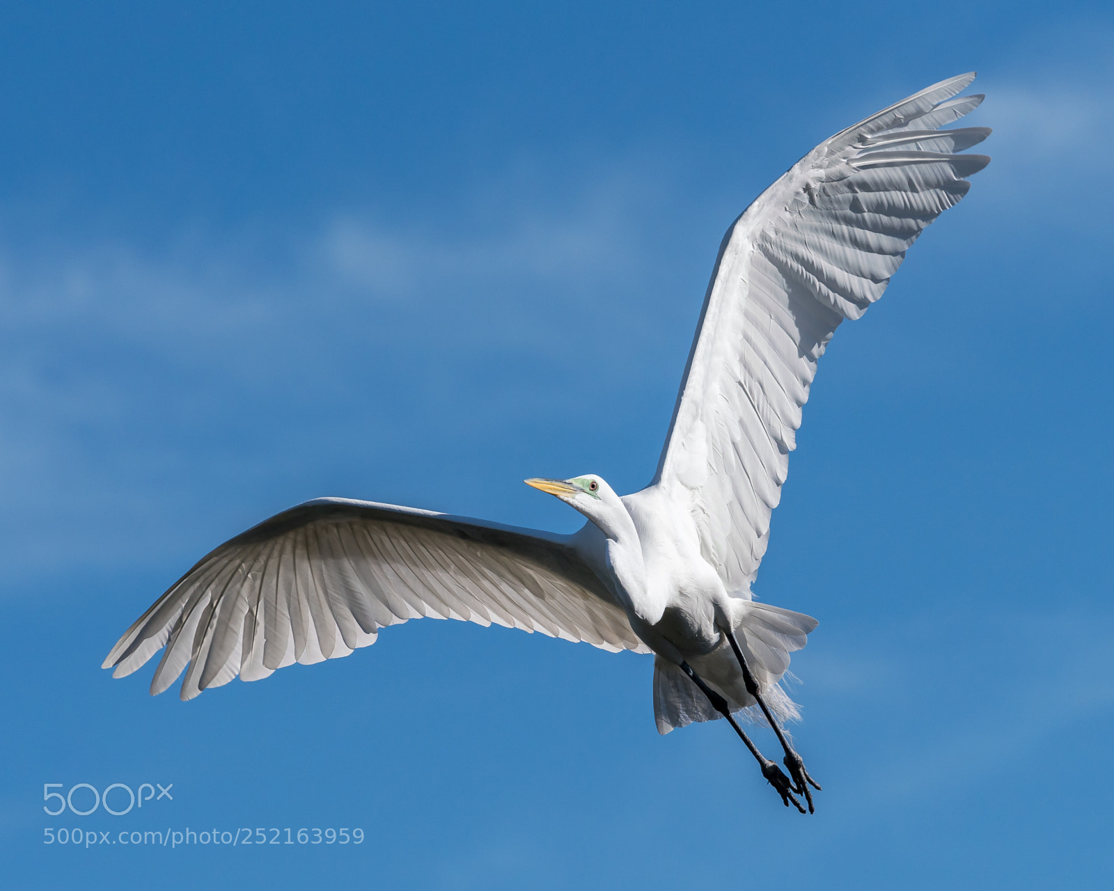 Sony a7R III sample photo. Great egret photography