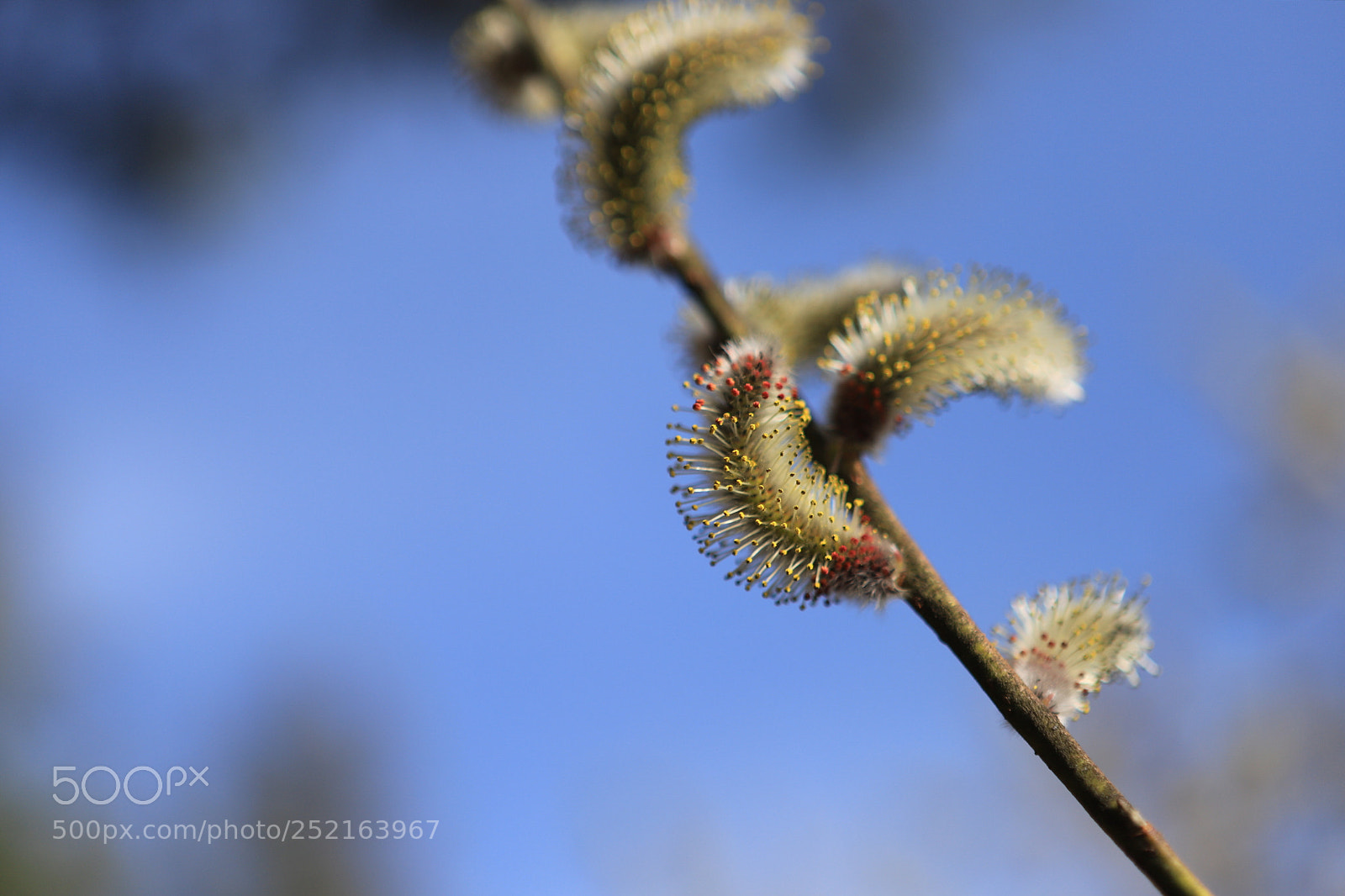 Canon EOS 6D Mark II sample photo. News of spring photography