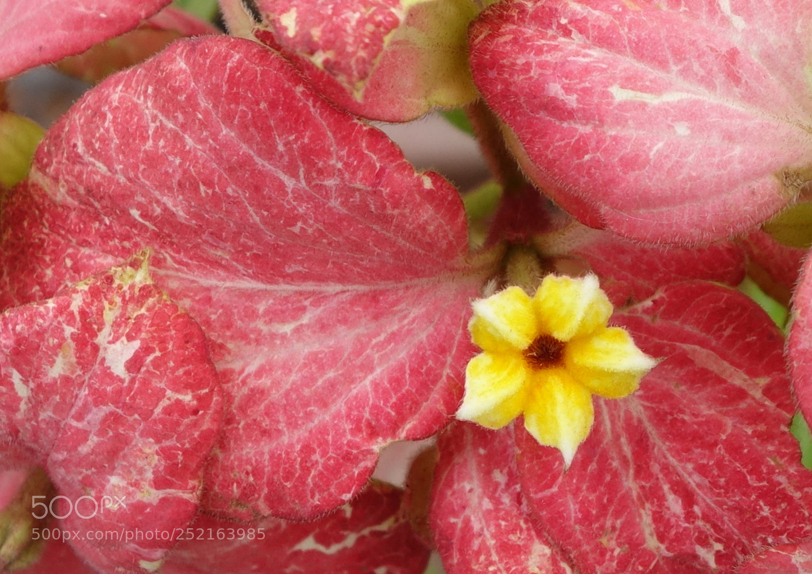 Sony Cyber-shot DSC-RX100 II sample photo. Vn flowers () photography