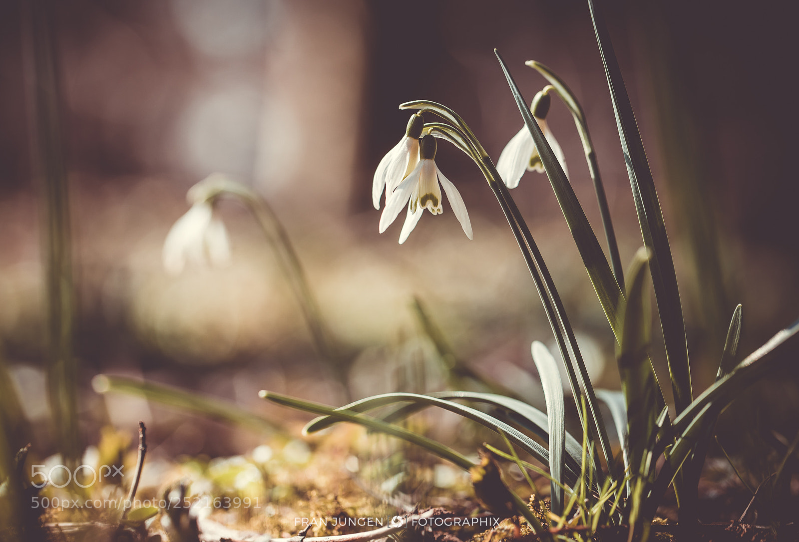 Canon EOS 5D Mark IV sample photo. [ spring bokeh ] photography