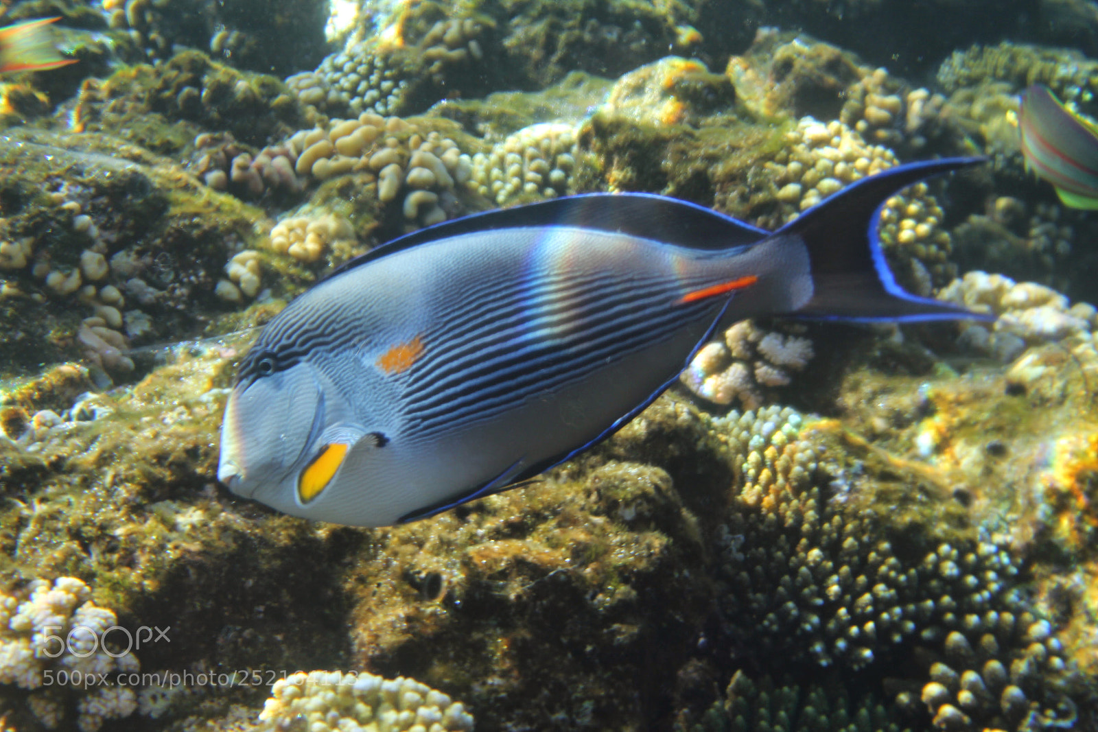 Canon EF-S 18-55mm F3.5-5.6 IS sample photo. Blue fish photography