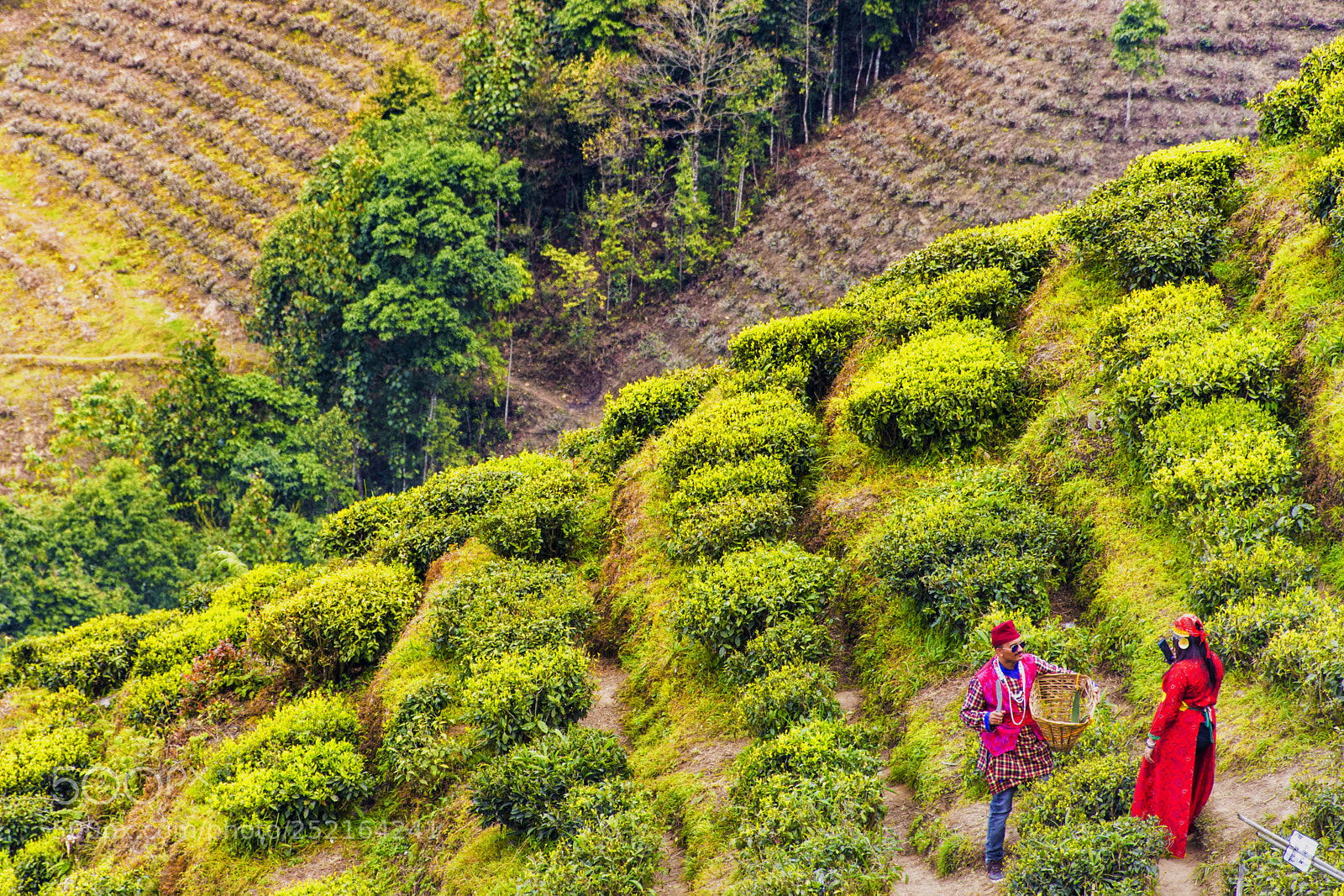 Nikon D7200 sample photo. Darjeeling tea garden photography
