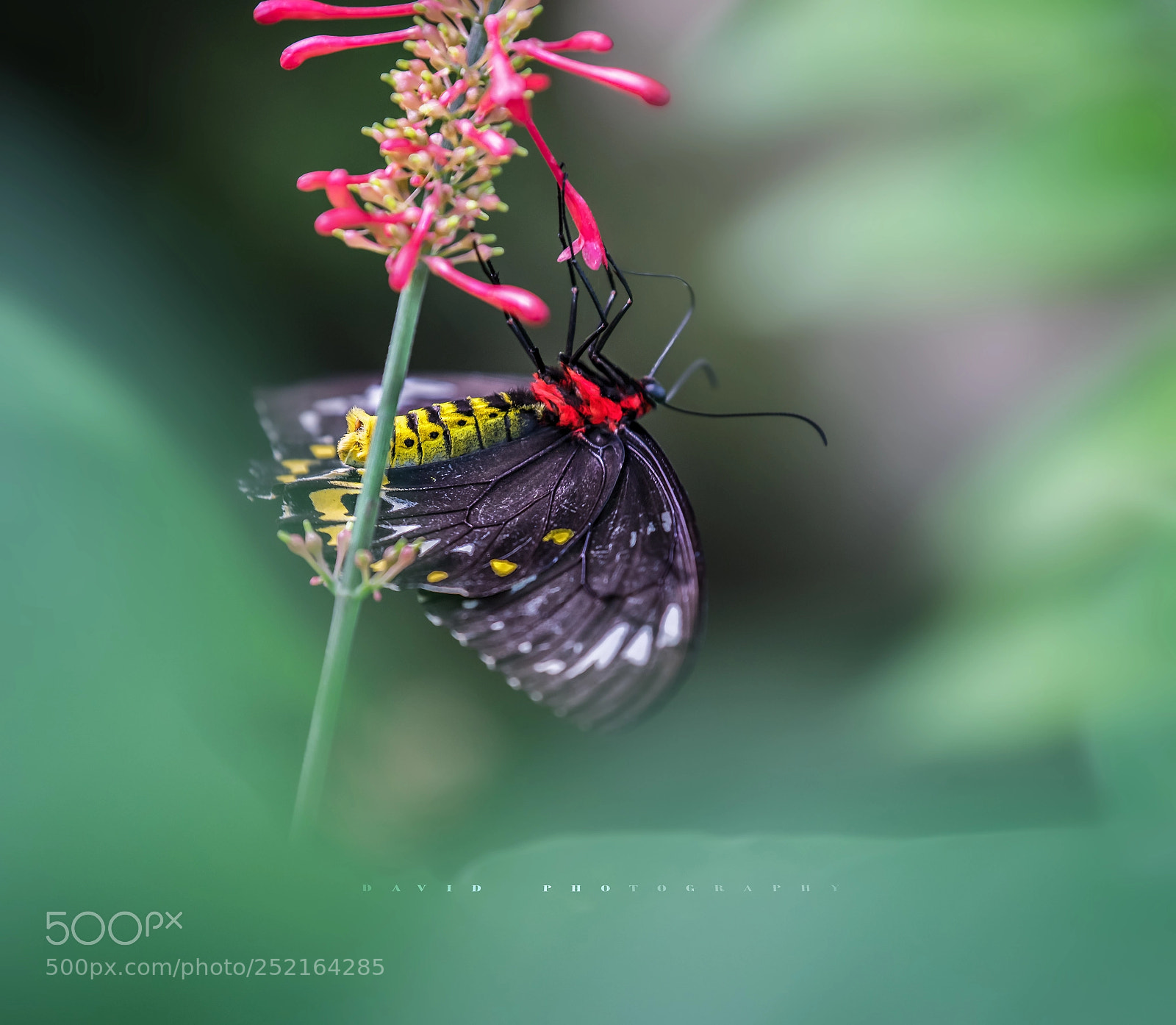 Nikon D810 sample photo. 编辑 编辑 photography