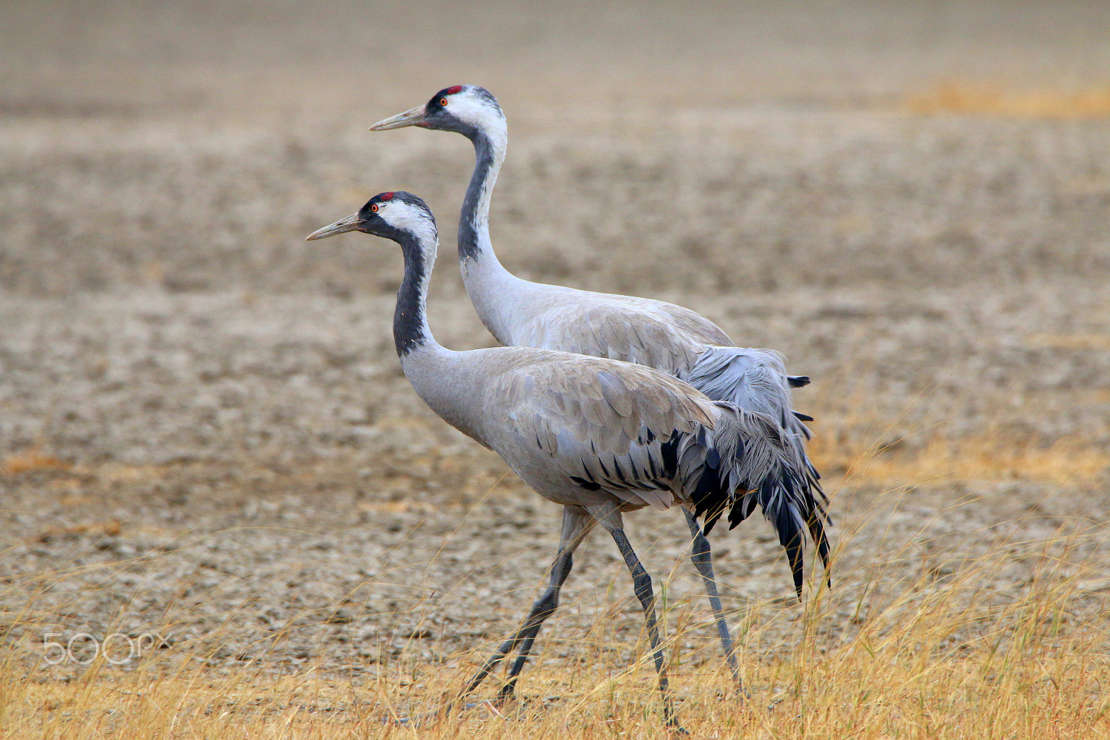 Canon EOS 70D + Canon EF 100-400mm F4.5-5.6L IS II USM sample photo. Common cranes photography