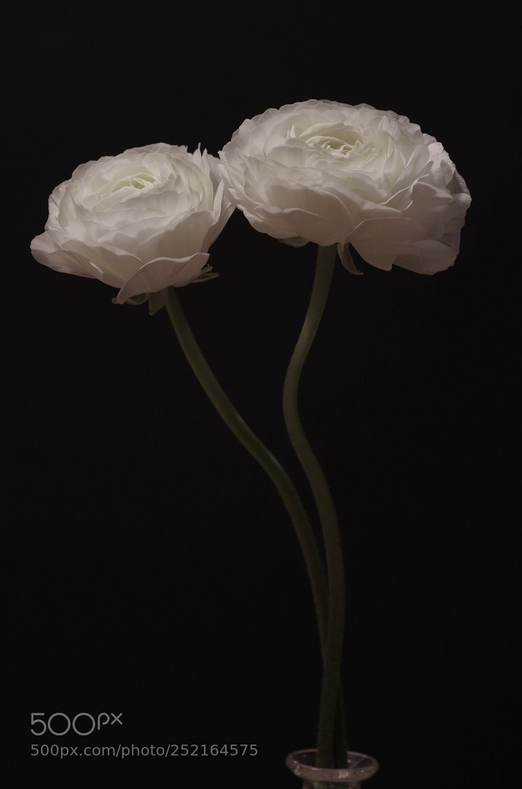 Pentax K-30 sample photo. Faint photography