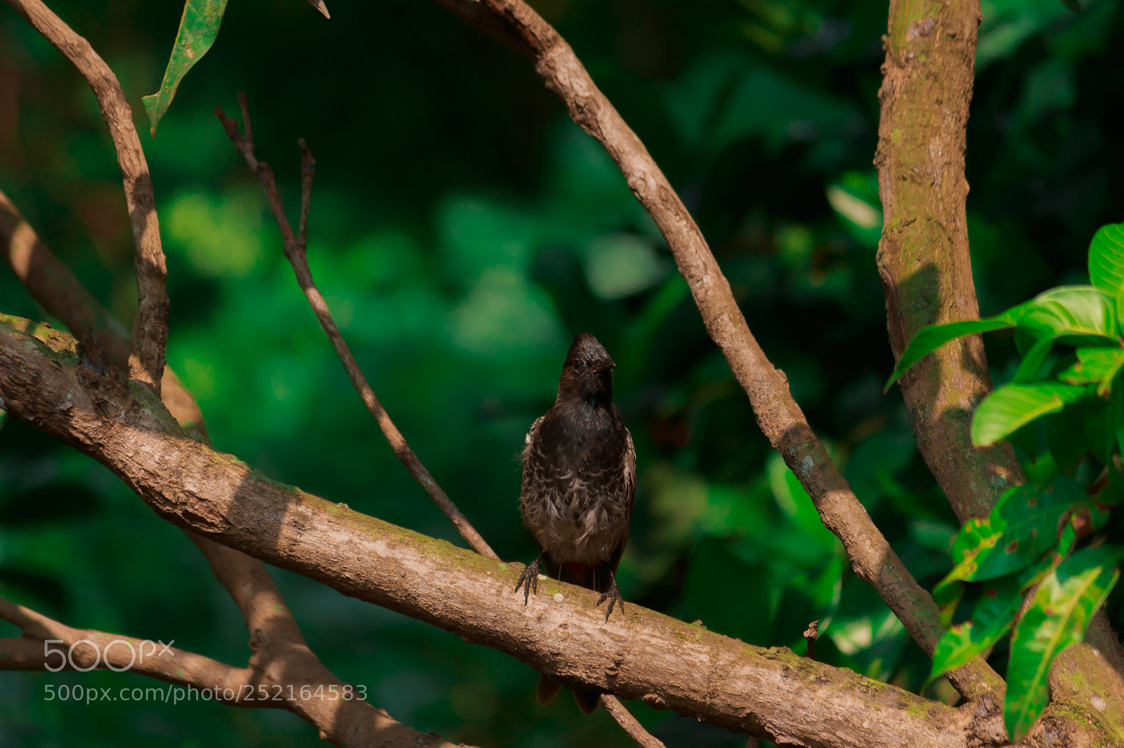 Canon EOS 700D (EOS Rebel T5i / EOS Kiss X7i) sample photo. Red vented bulbul photography