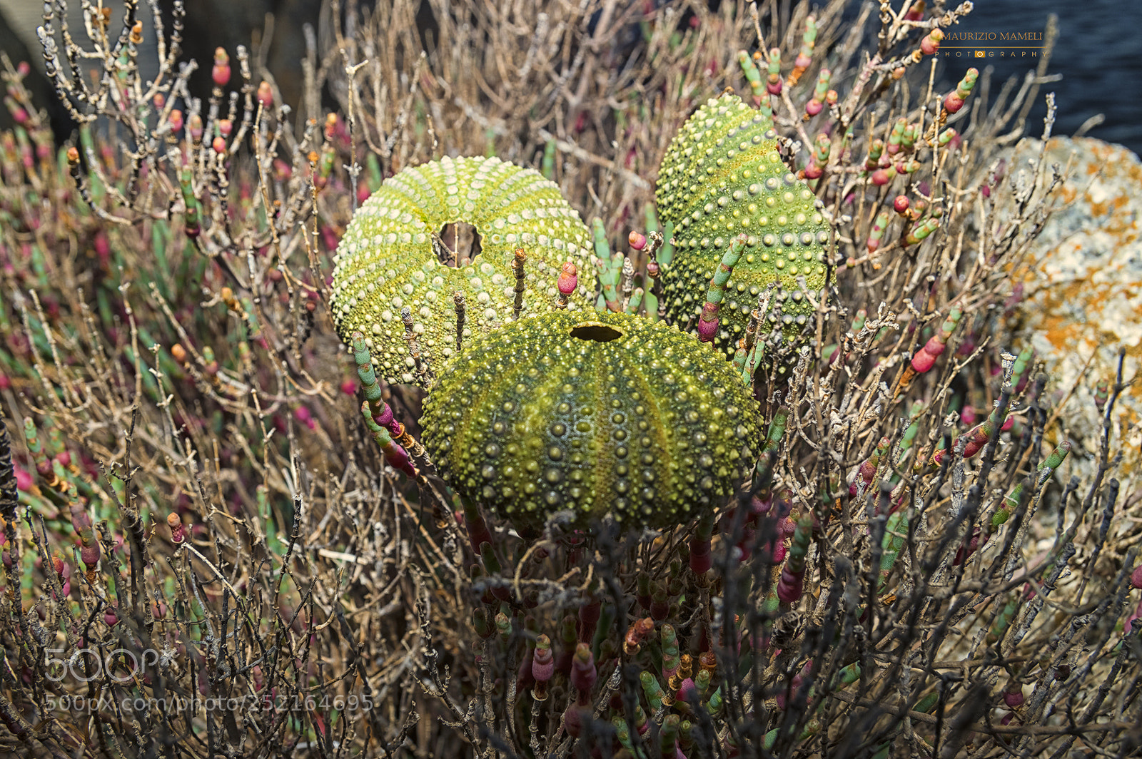 Pentax K-3 sample photo. Sea urchin photography