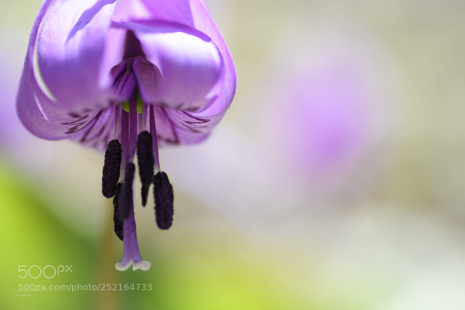 Nikon D850 sample photo. Katakuri flower photography