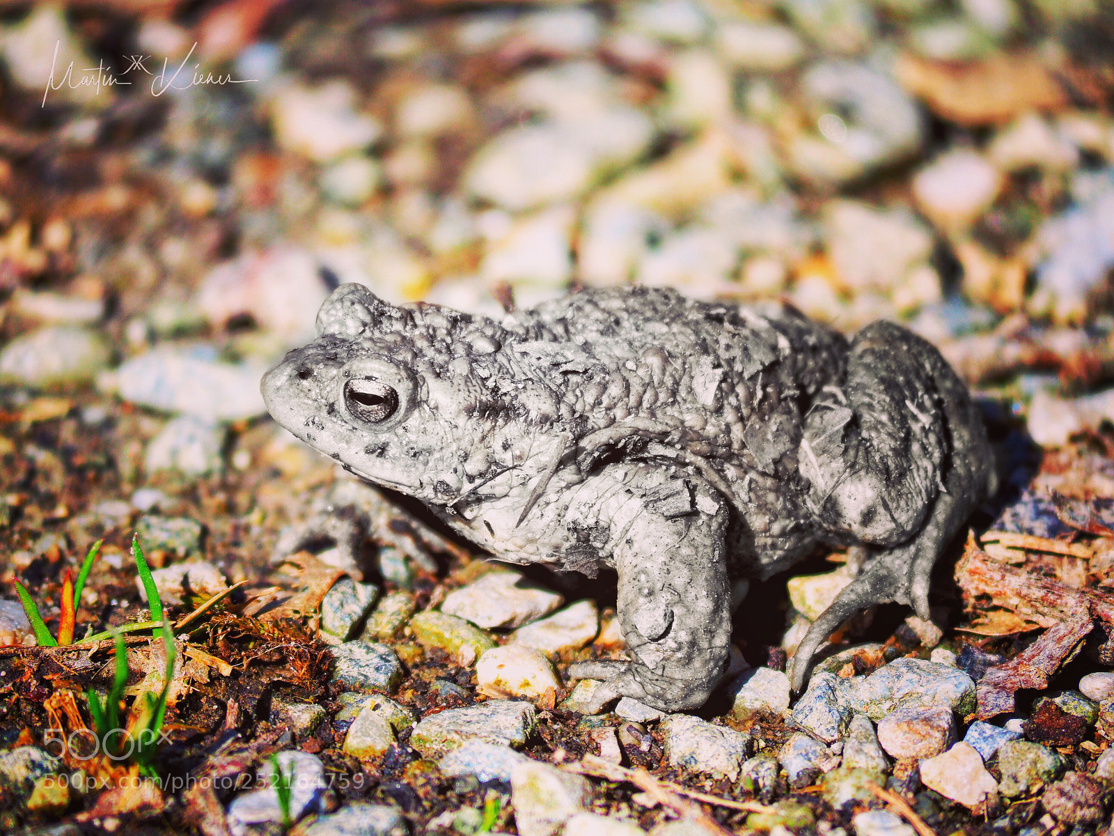 Olympus OM-D E-M1 Mark II sample photo. Nearly extinct bavarian toadus photography