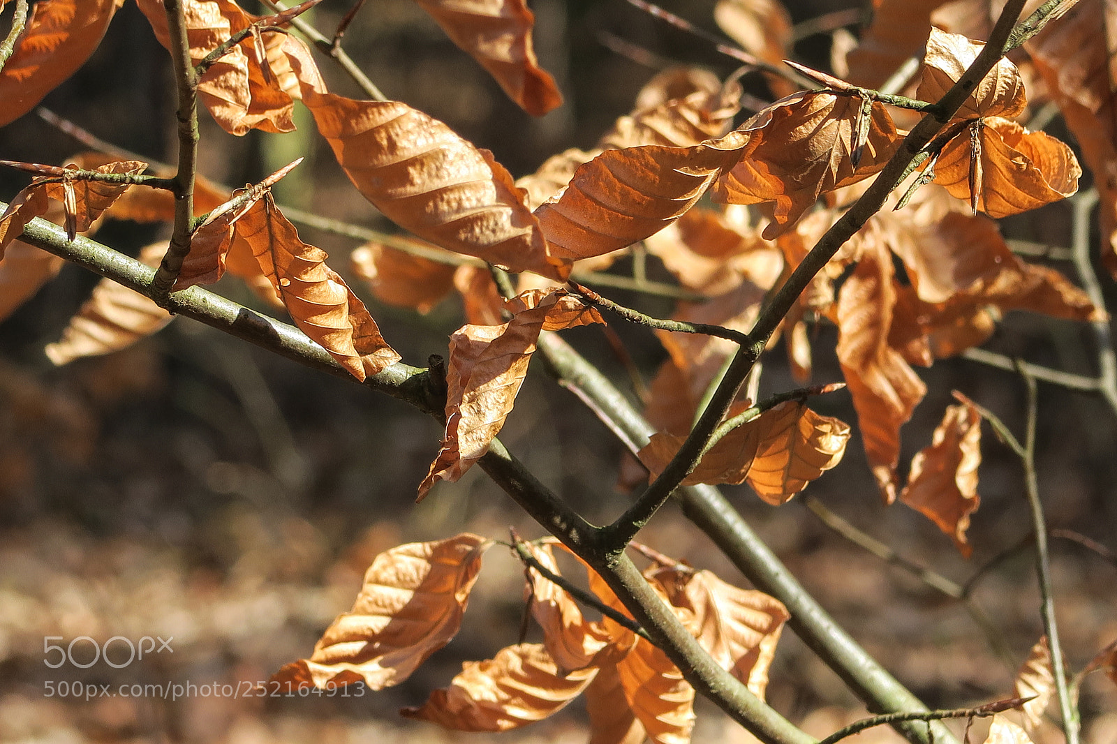 Canon PowerShot G5 X sample photo. The autumn photography