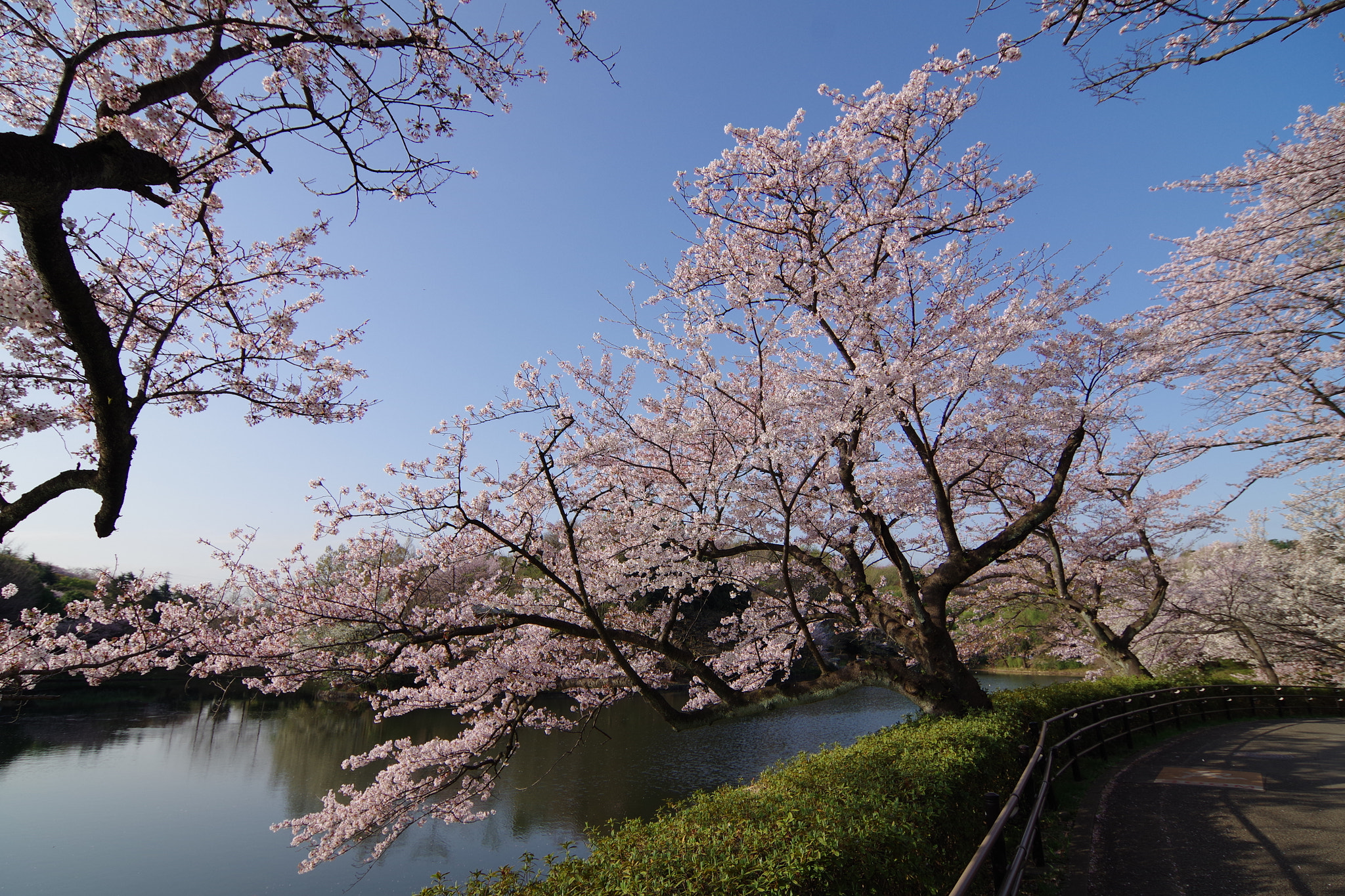 Pentax K-S2 sample photo. Sakura 2018 #10 photography