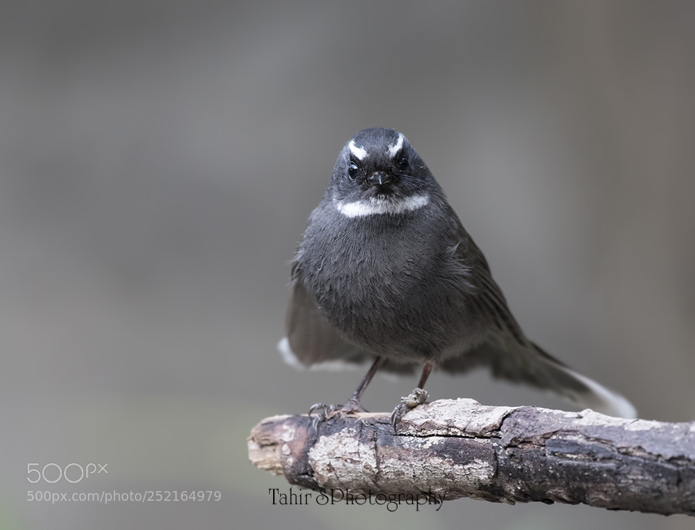 Nikon D850 sample photo. White-throated fantail (rhipidura albicollis) photography