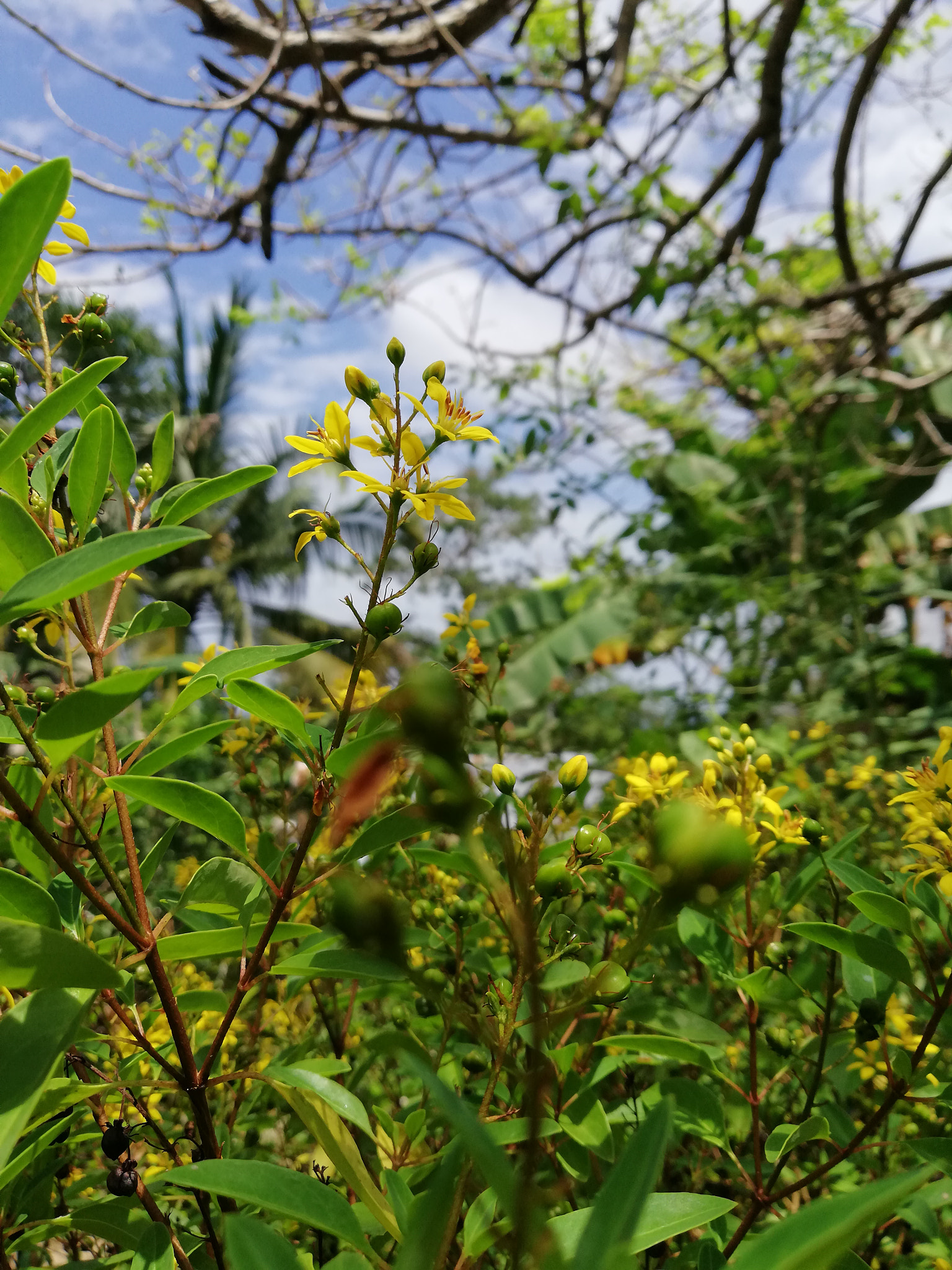 HUAWEI nova 2i sample photo