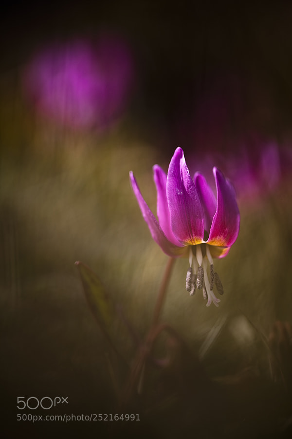 Canon EOS 5D Mark II sample photo. Erythronium photography