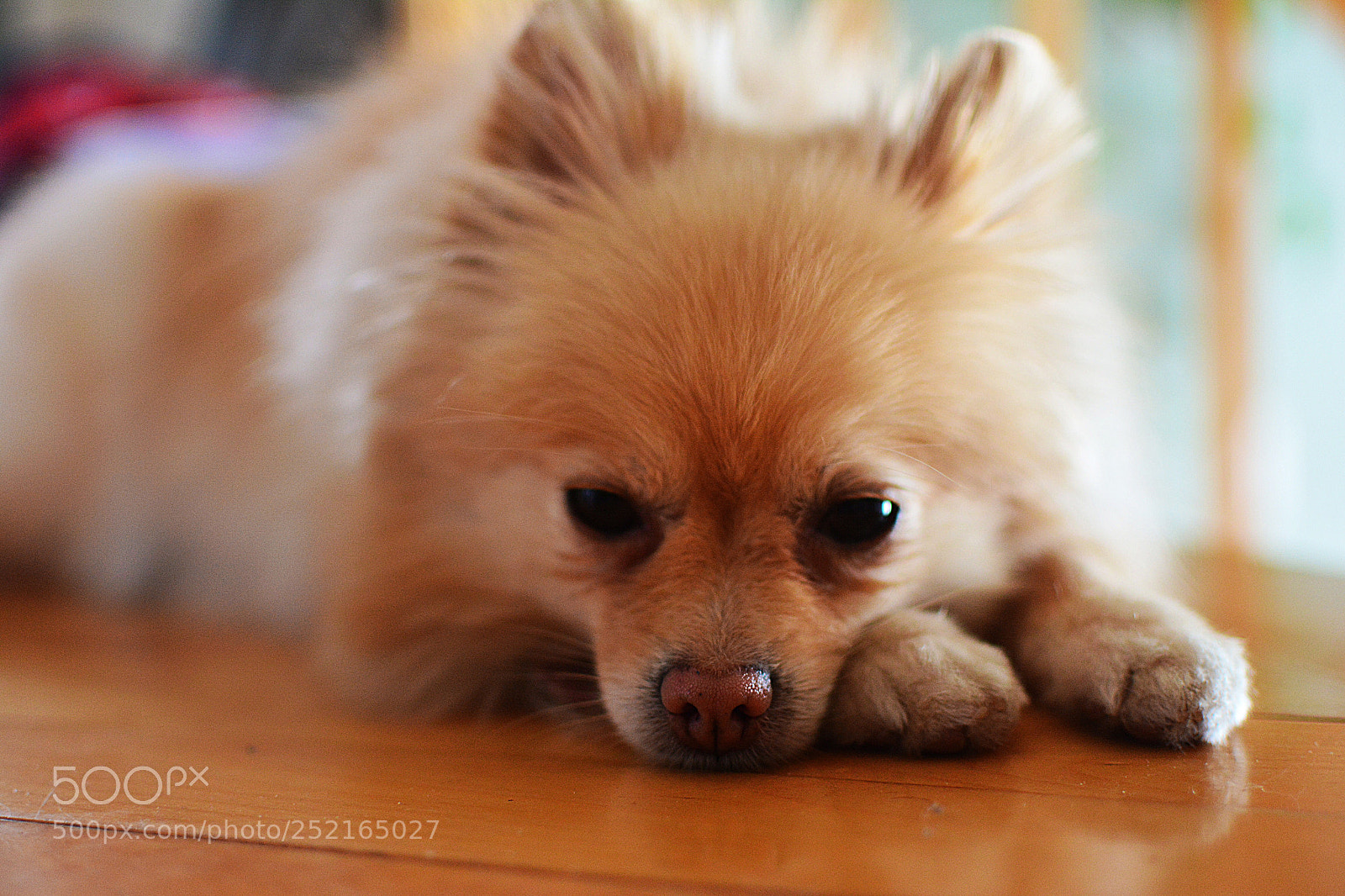 Nikon D7100 sample photo. Jolie
 photography