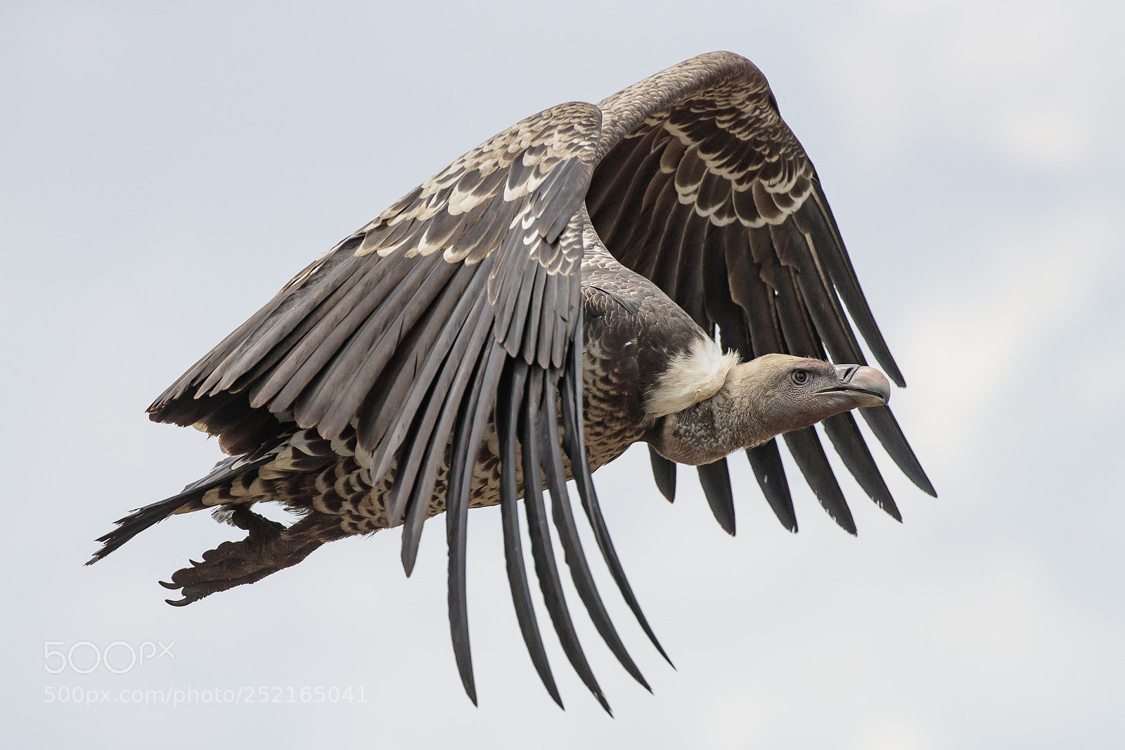 Canon EOS-1D X Mark II sample photo. African vulture photography