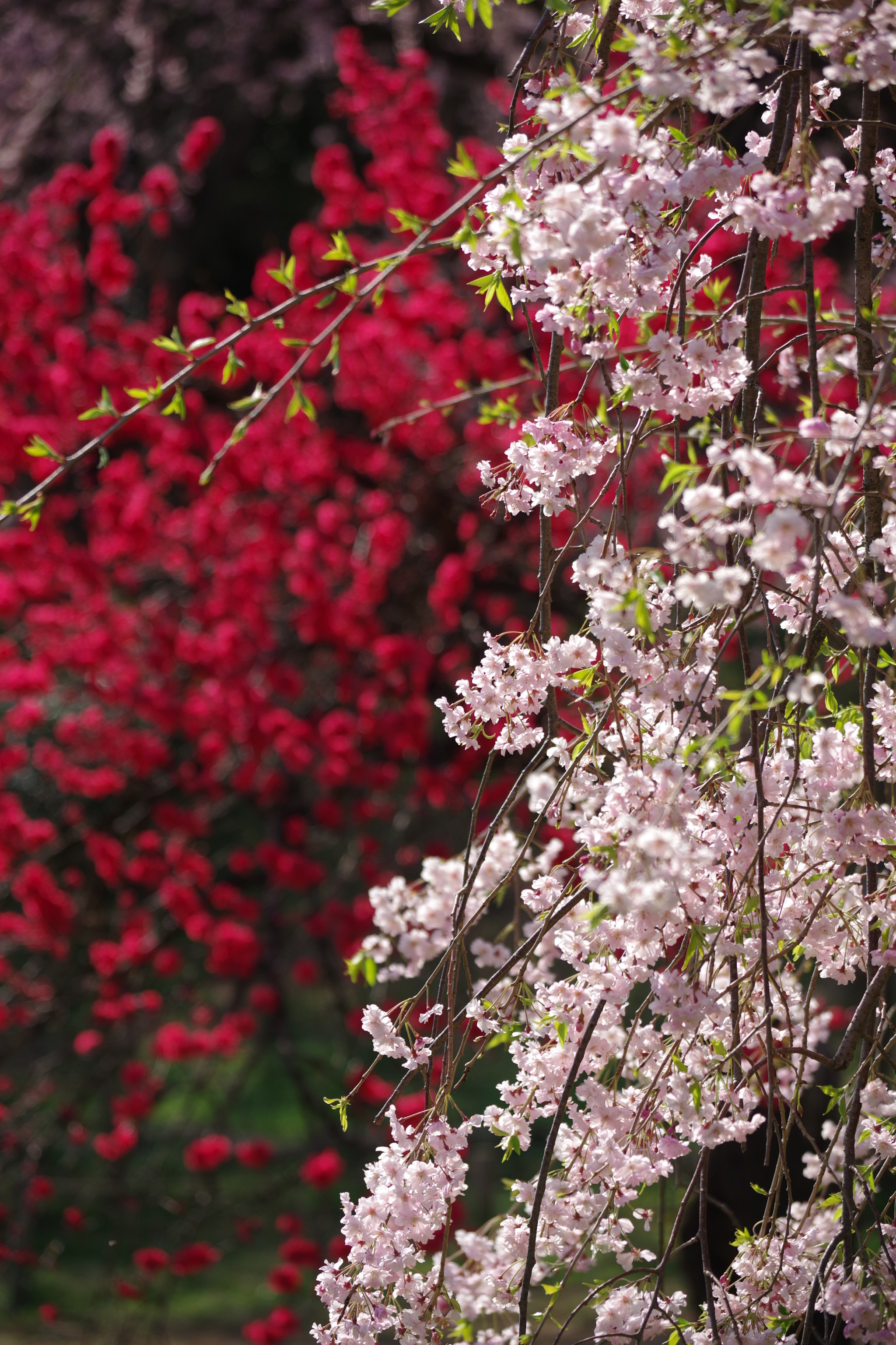 Pentax K-70 sample photo. Sakura 2018 #11, peach tree photography