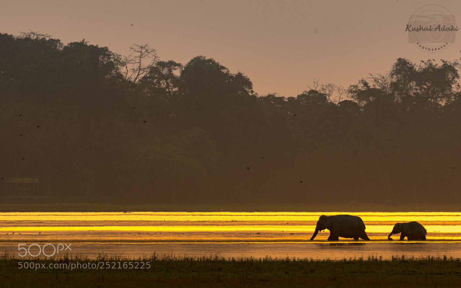 Nikon D500 sample photo. Asiatic elephants (golden hour) photography